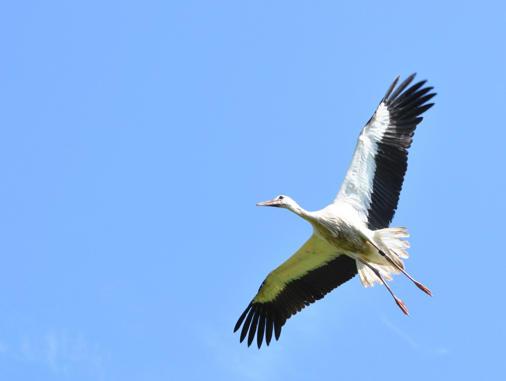 Die Legende vom digitalen Zugvogel