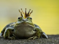 Wetterfrosch für Twitter-Gewitter