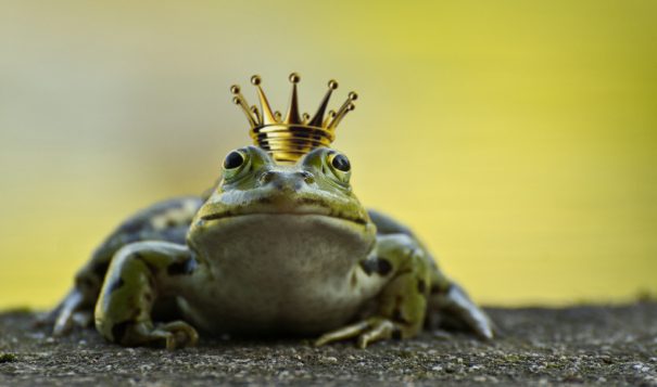 Wetterfrosch für Twitter-Gewitter